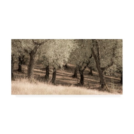 Dan Ballard 'Olive Trees Tall Grass' Canvas Art,16x32